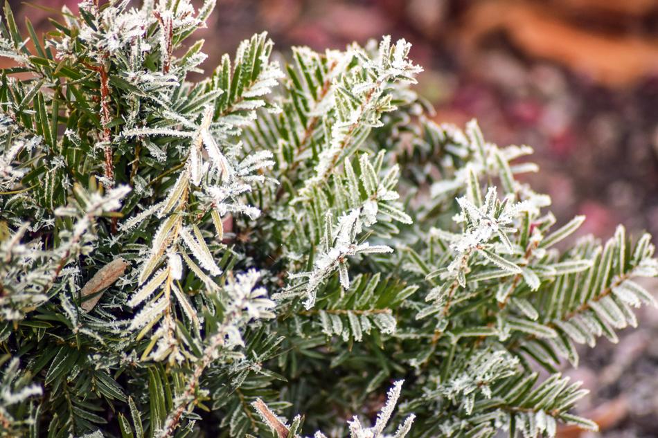 Tree Nature Plant