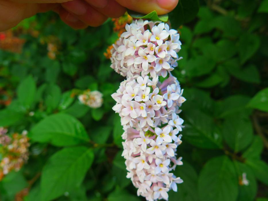 white flowers on foliage bushes