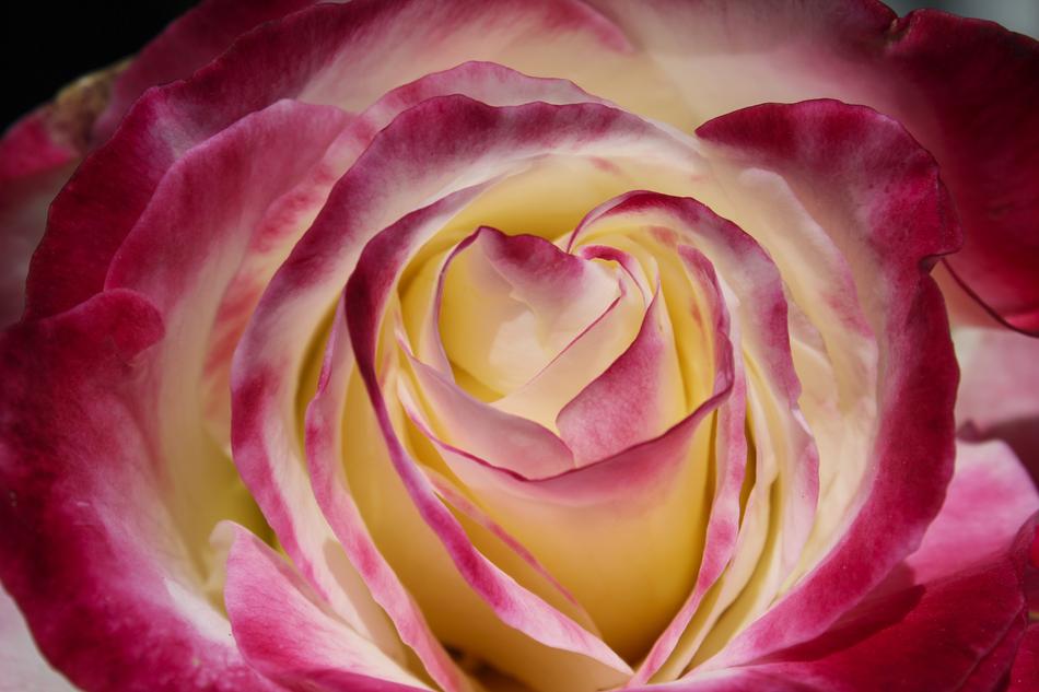 Flower Petal Rose
