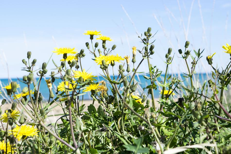 Plant Nature Flower