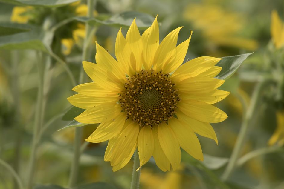 Sunflower Flowers Yellow