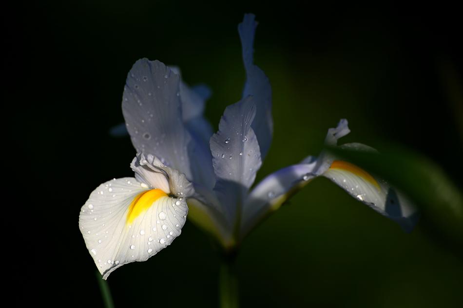 Flower Outdoors Plant No