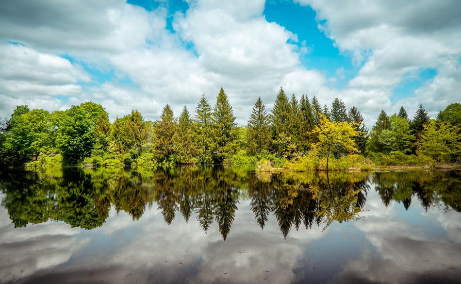 Trees Woods Reflections Water