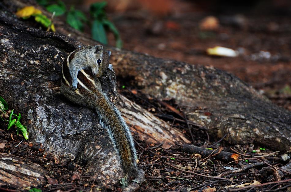 Nature Reptile Wildlife