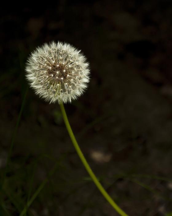 Seeds Dandelion Flower