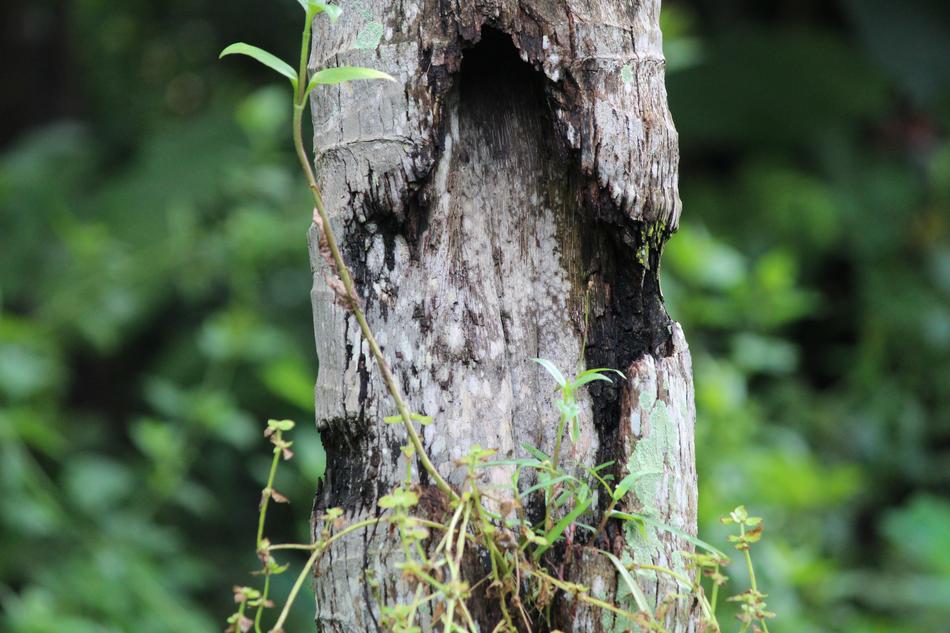 Nature Wood Tree
