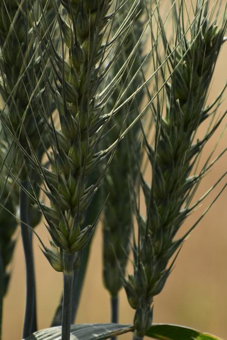 Grain Wheat Seed
