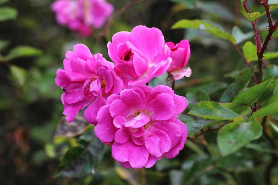 Flower Nature Flora