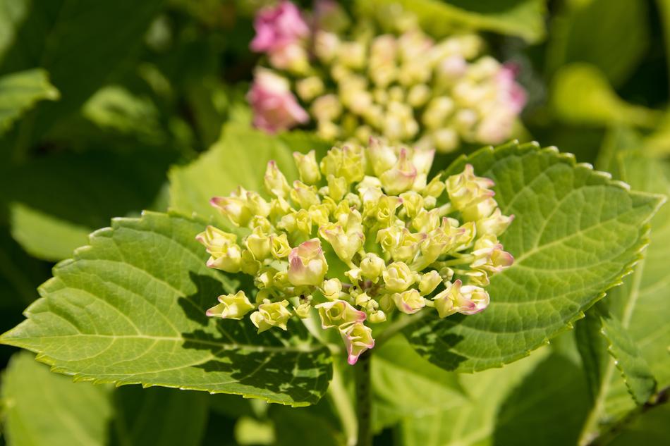Hydrangea Bud Pink