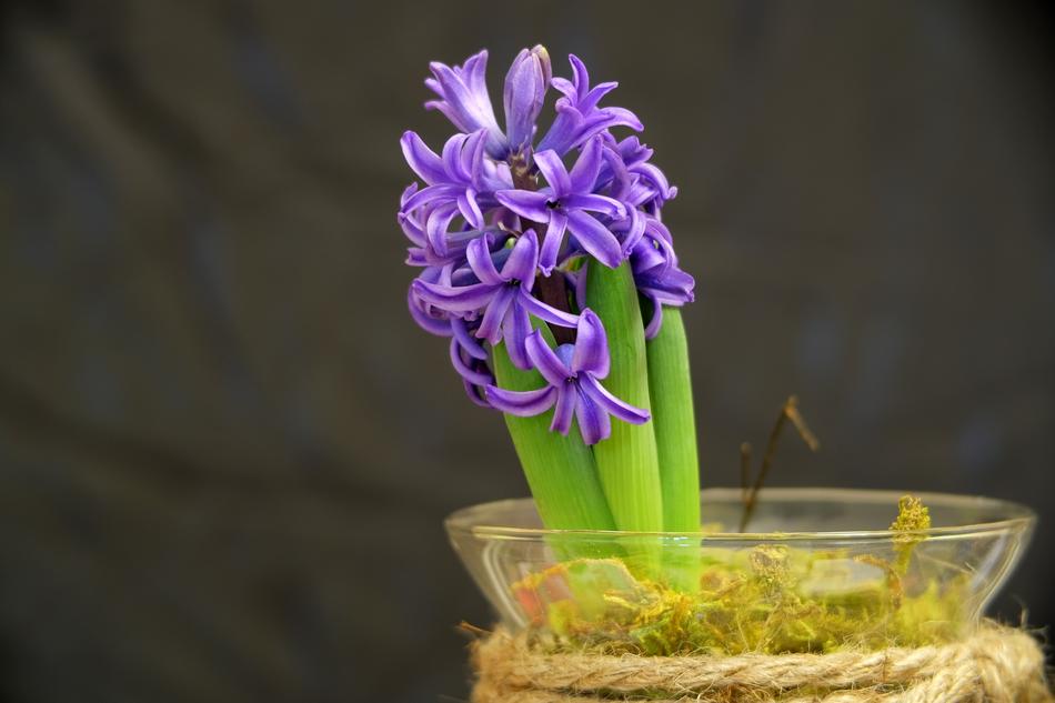 Flower Plant Nature