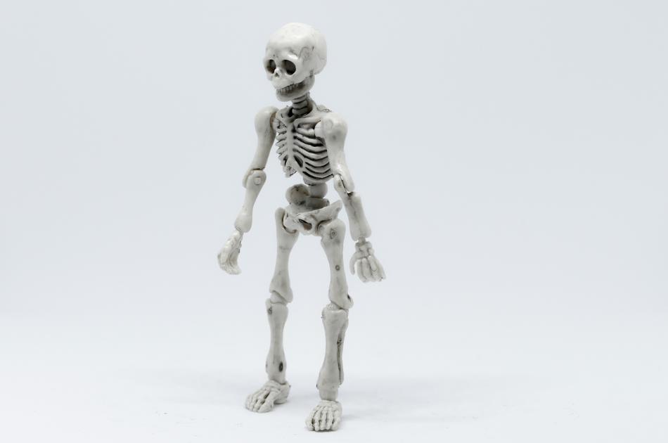 skeleton as a model for science