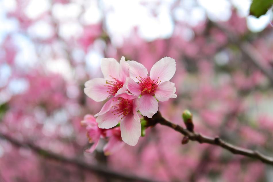 Flower Branch Cherry Wood