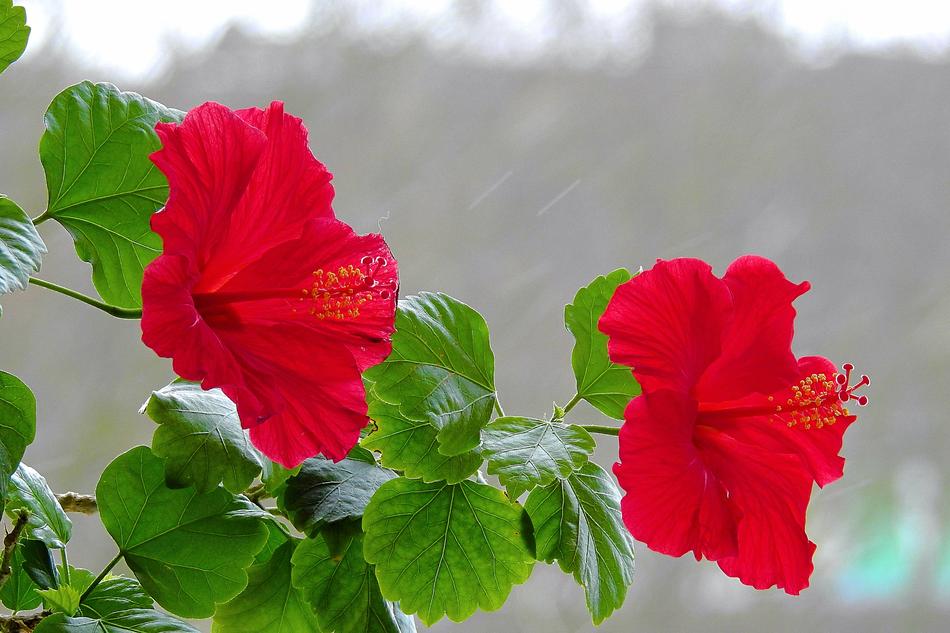 Nature Plant Flower