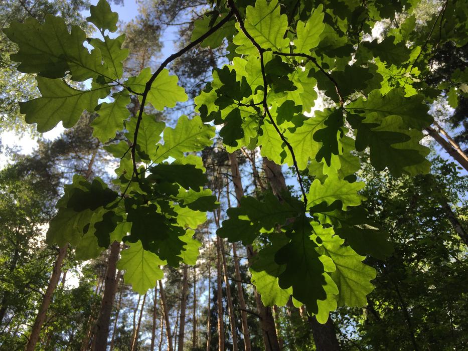 Nature Summer Leaf