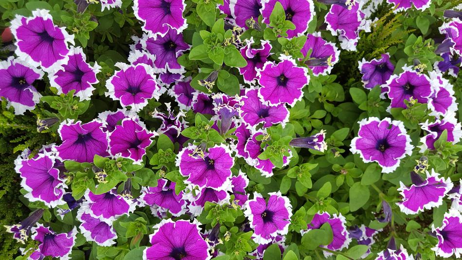Flower Garden Nature