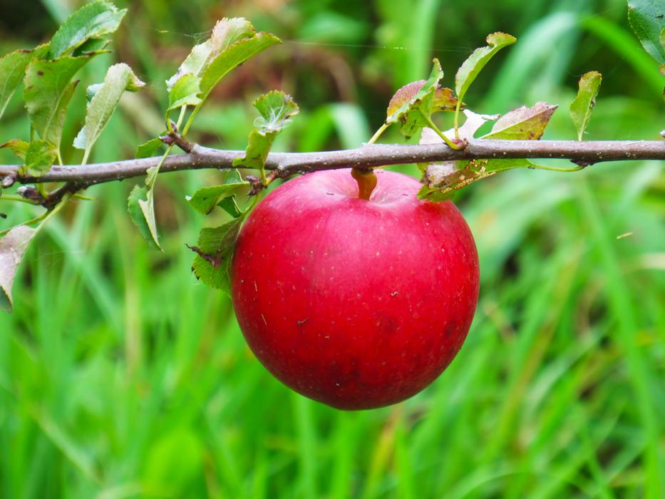 Fruit Nature Food