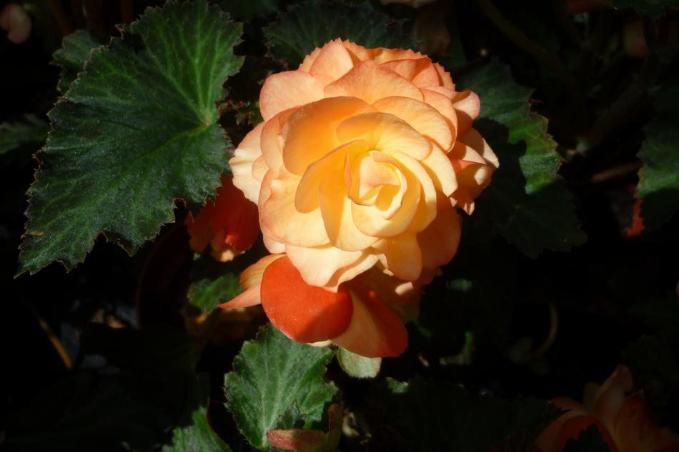 Flower Ornamental Plant Pink