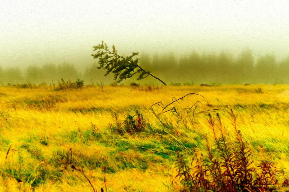 field landscape nature panorama