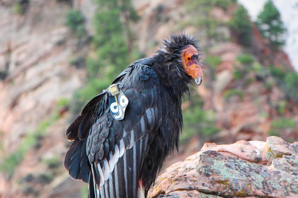 Nature Wildlife Bird