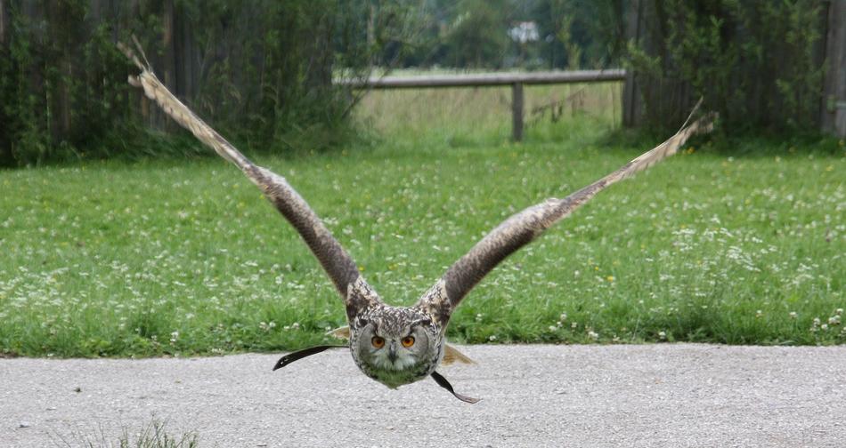 Nature Animal World