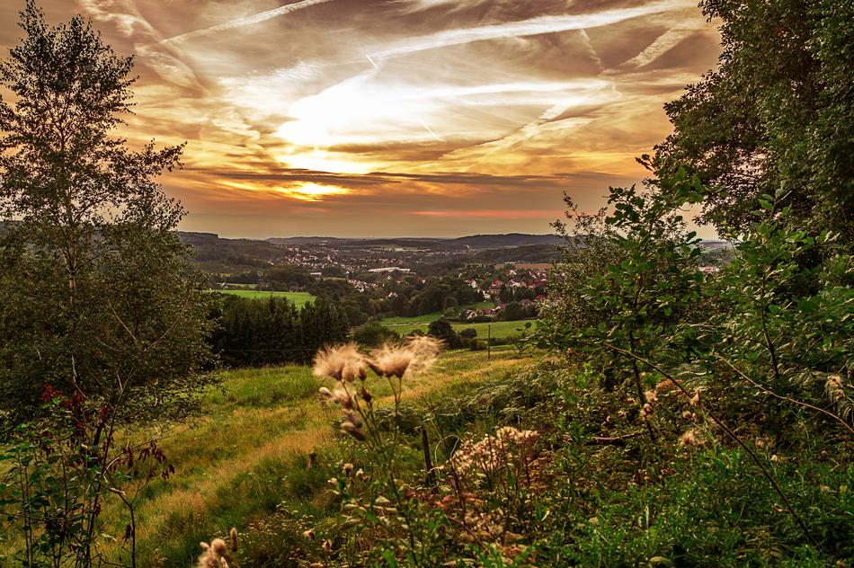 Nature Tree Panorama