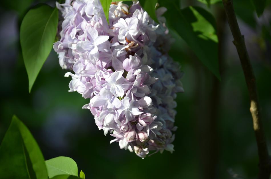 Lilac Flowers Spring
