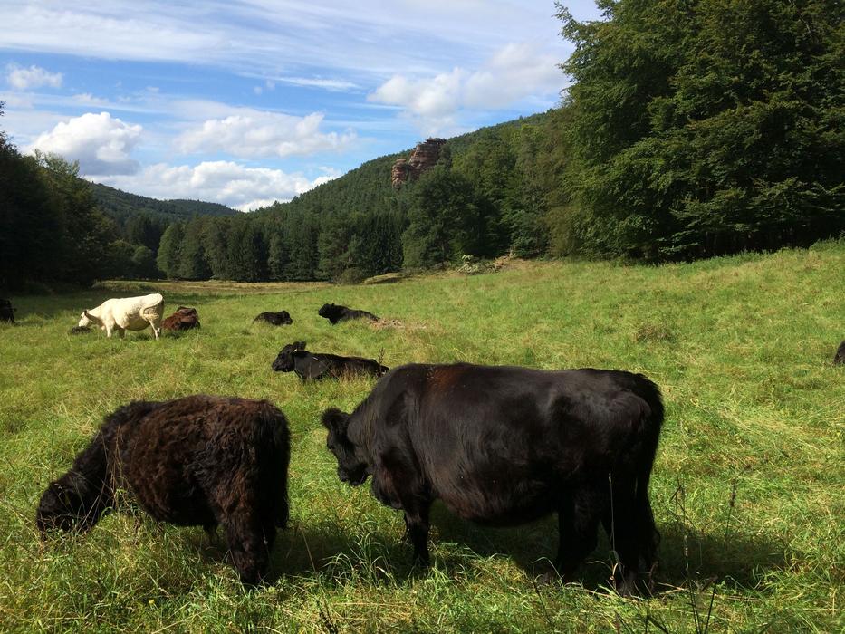 Cow Cattle Meadow