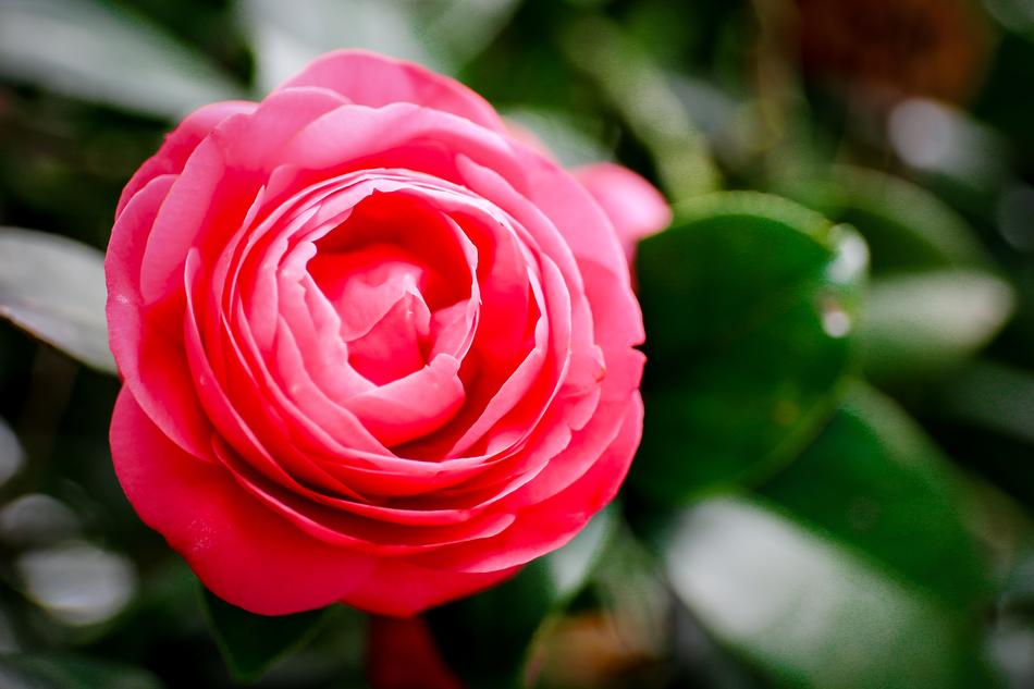 Flower Rose Plant
