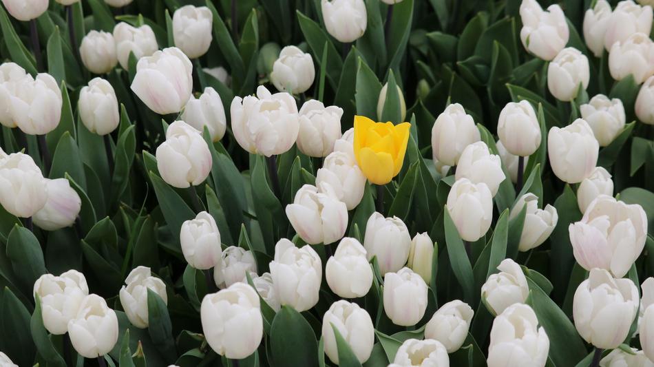 Tulip Flower