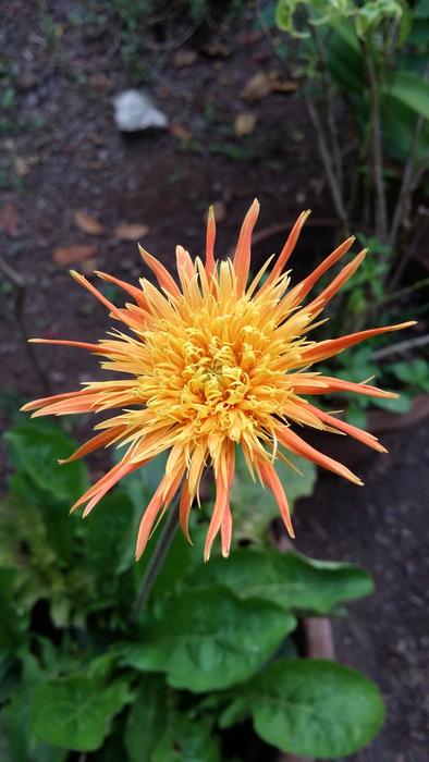 Flower Blossom Yellow