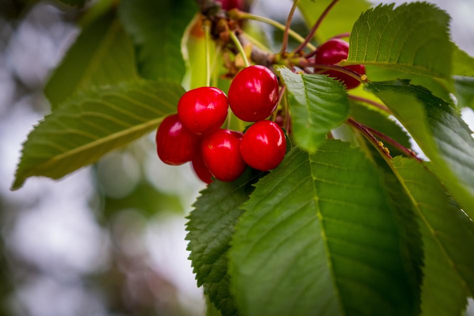 Cherries Cherry Tree Red