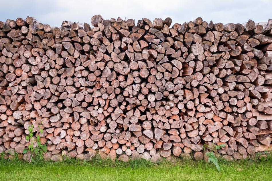 Pile Of Wood Log Tree