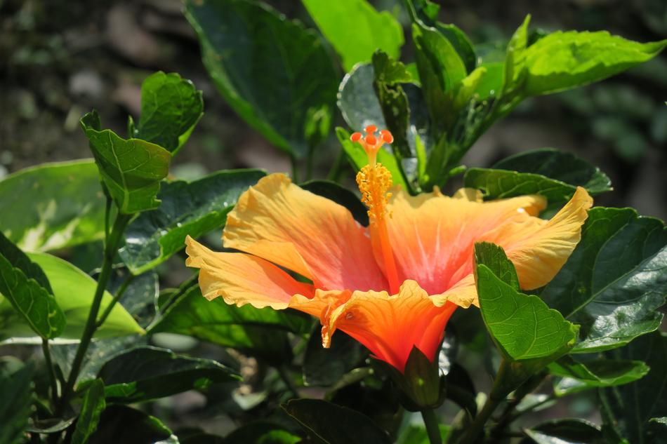 Nature Leaf Plant