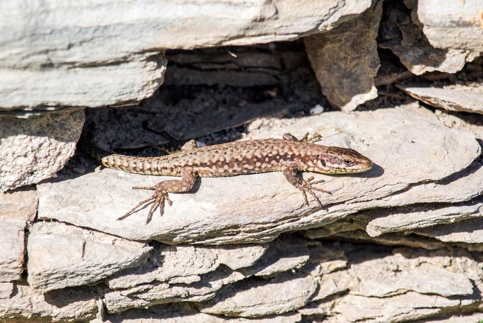 Lizard Nature Reptile