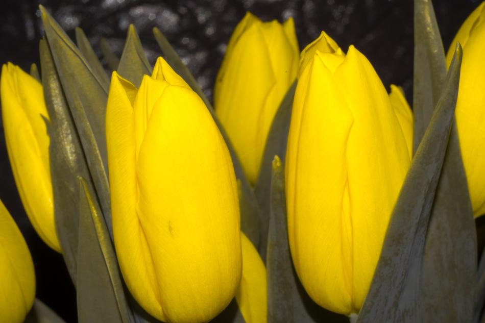 Nature Easter Tulip No