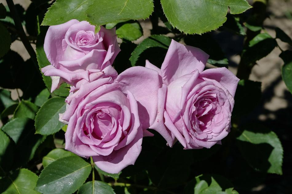 large rosebuds bushes