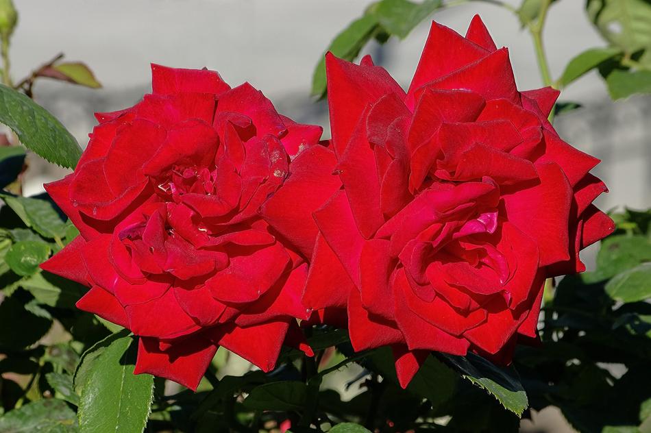 Roses Flowers Red