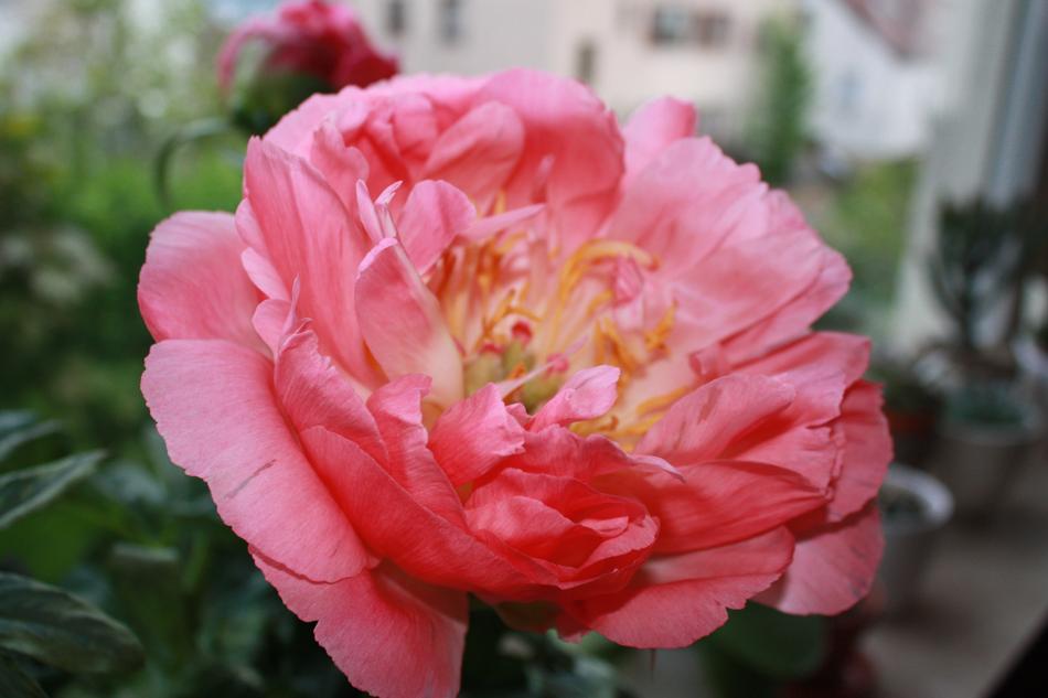 red peony plant