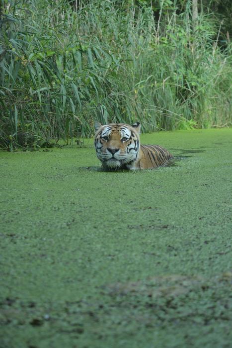 Nature Grass Animal