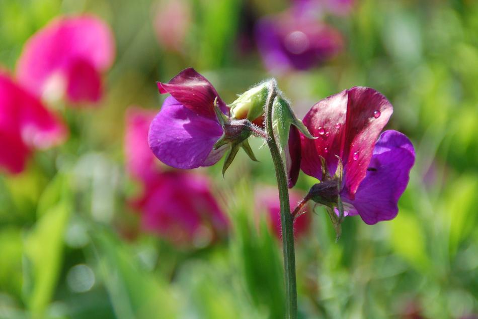 unusual flowering in the field
