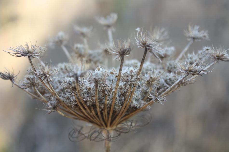 Nature Plant Dry