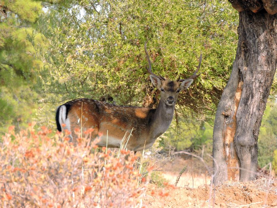 Rhodes Nature Living