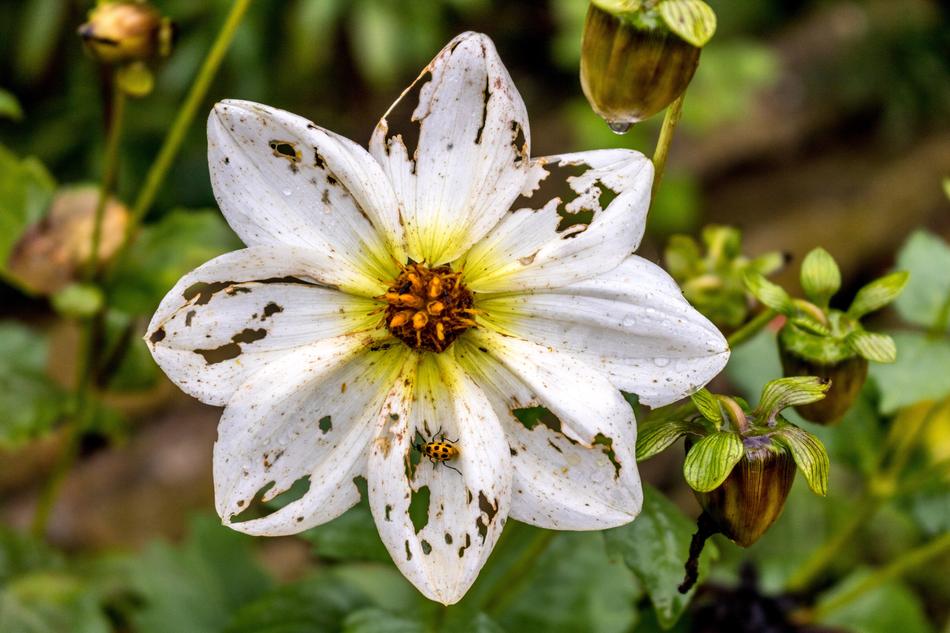 Flower Ladybug Spring