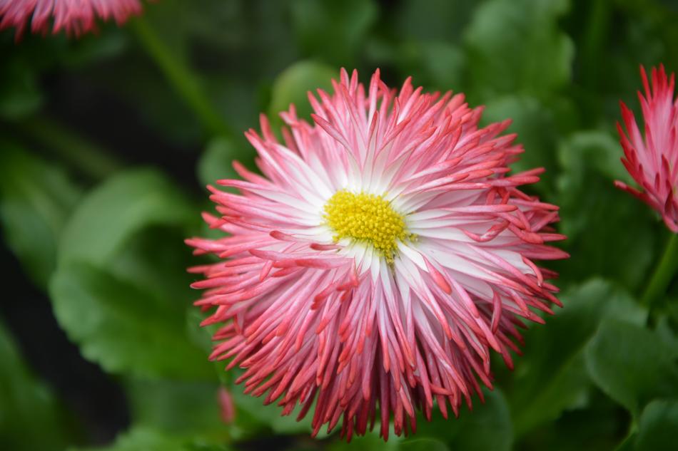 Flower Plant Nature