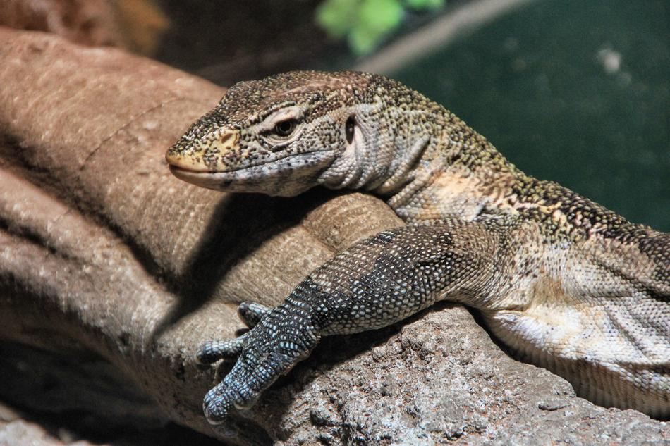 reptile lizard pillar