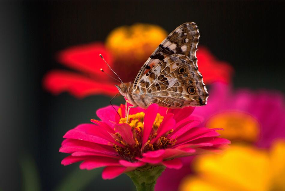 Nature Butterfly Insects