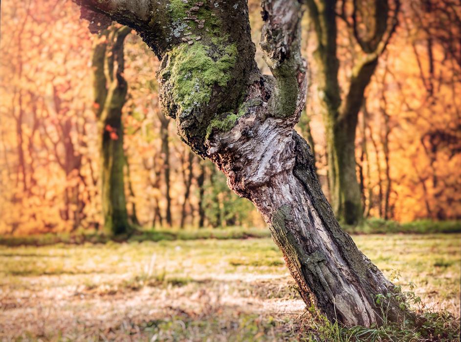 Autumn Mood Time