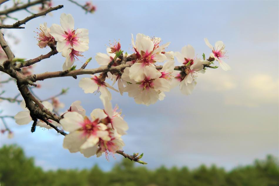 Flower Tree Nature