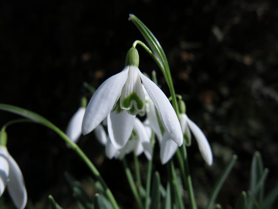 the snowdrop plant is beautiful