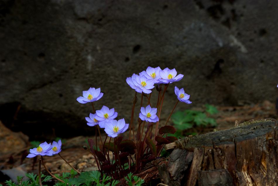Nature Flowers Plants Somewhere